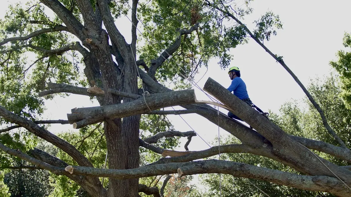 Professional Crown Thinning performed by certified arborists in Des Moines