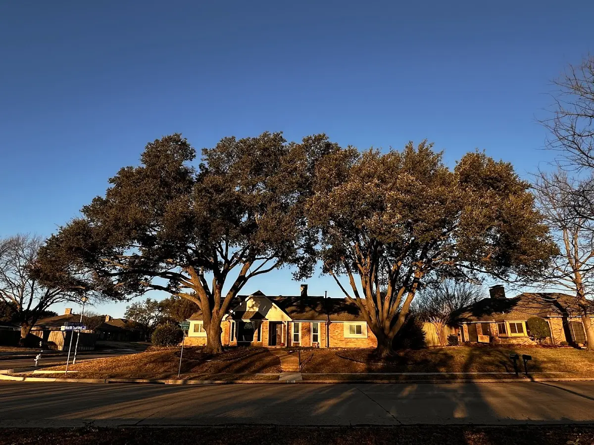 Established residential canopy tree shading a home in Des Moines